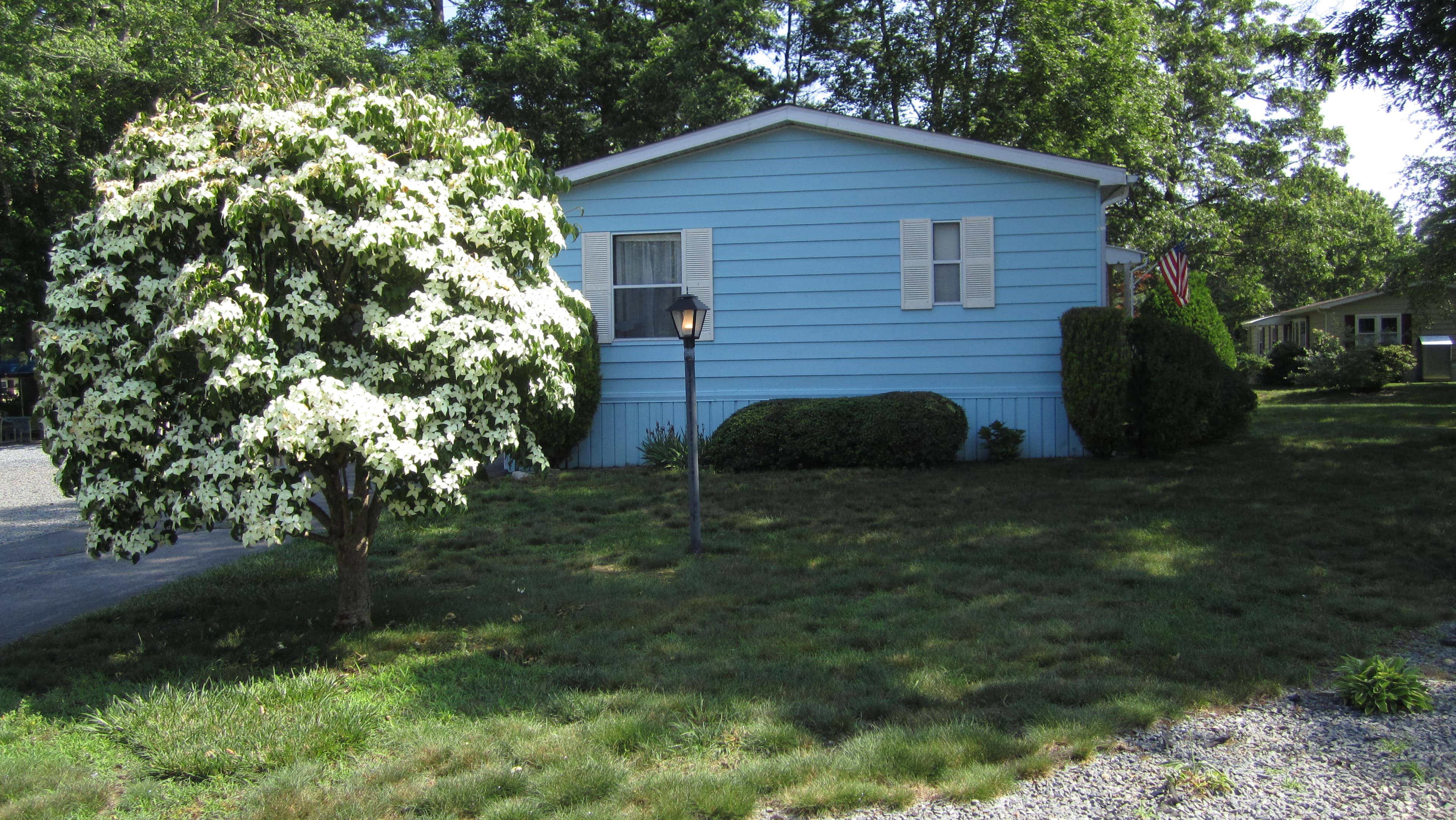 IMG_3439 2-9 tree.JPG